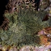 rhinopias_lacy_crci_mb_h_0386_png3319.jpg